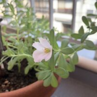発達障害・グレーゾーンの子どもが花を育てるには意味がある。感覚統合、責任感、自己肯定感を高める。「待つこと」なとの社会性を育てる。ママとの会話で言葉の発達の助けにもなる。