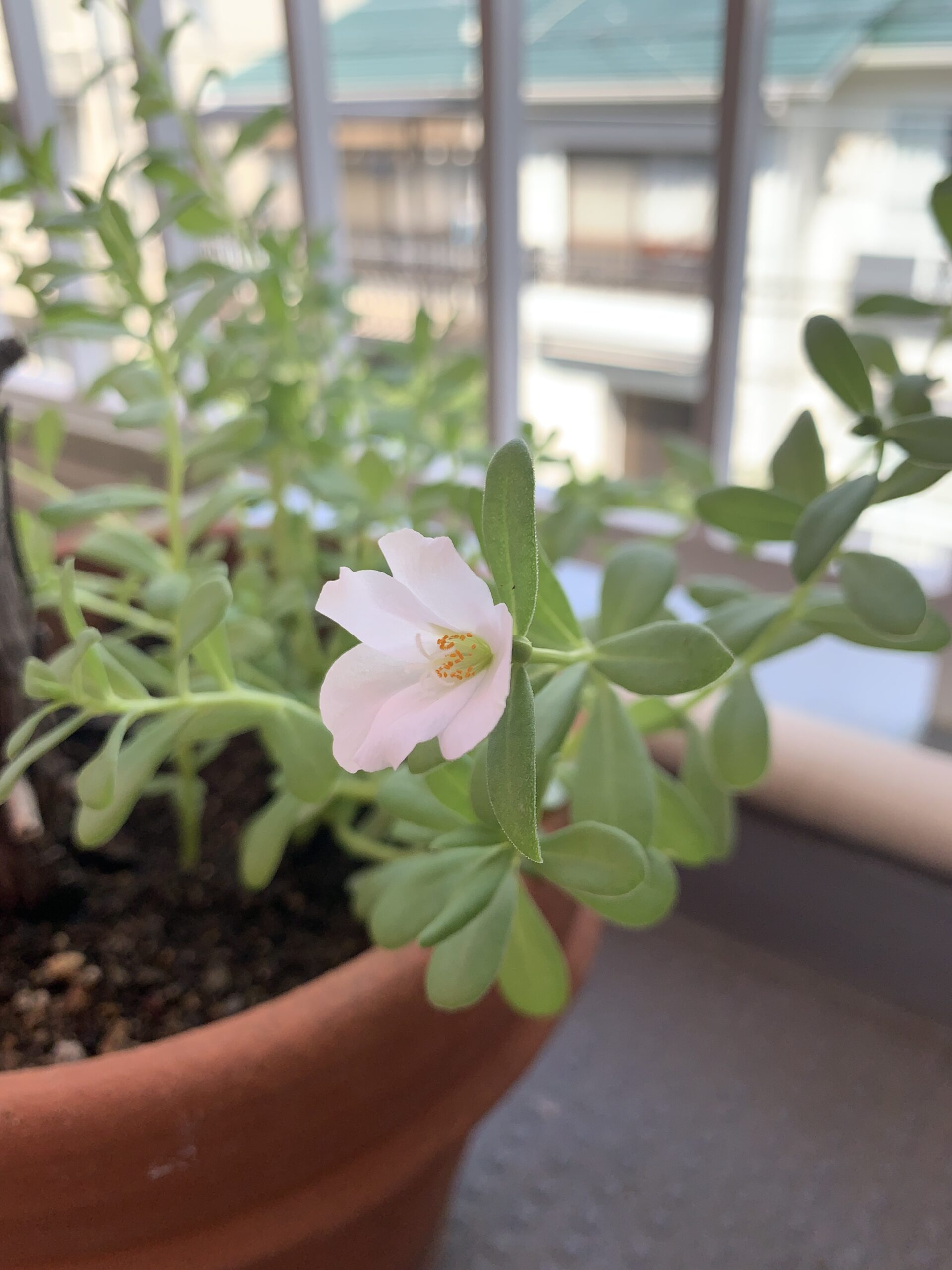 発達障害・グレーゾーンの子どもが花を育てるには意味がある。感覚統合、責任感、自己肯定感を高める。「待つこと」なとの社会性を育てる。ママとの会話で言葉の発達の助けにもなる。