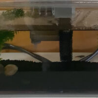 発達障害グレーゾーンの子供達にとって、メダカなどの小動物のお世話をすることは、心の脳の発達に効果的。家庭でできる療育活動である。