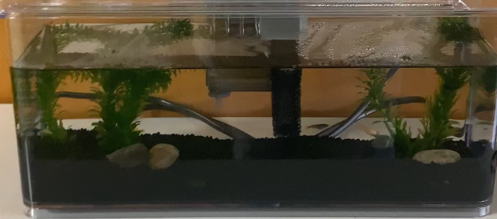 発達障害グレーゾーンの子供達にとって、メダカなどの小動物のお世話をすることは、心の脳の発達に効果的。家庭でできる療育活動である。