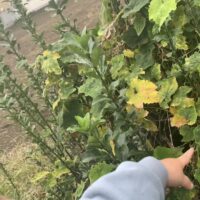 大田区田園調布/横浜市日吉の発達障害・グレーゾーン専門【おひさま親子クラブ】抱っこの散歩で見つけた“ことばの芽”。聞く・話す・読む・書くを育てる言語支援教室。