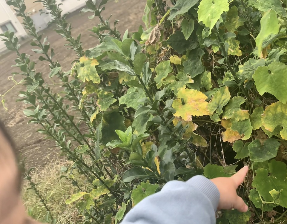 大田区田園調布/横浜市日吉の発達障害・グレーゾーン専門【おひさま親子クラブ】抱っこの散歩で見つけた“ことばの芽”。聞く・話す・読む・書くを育てる言語支援教室。