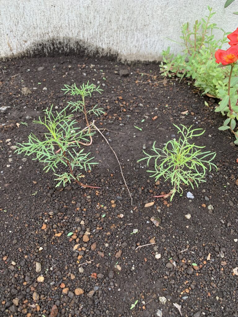 子どもがパパと1ヶ月前に蒔いた種。まだかまだかと待っていたら発芽した。暑さで枯れるかと諦めそうになったが蕾まで育った。発達障害・グレーゾーンの子どもに「待つことの喜び」を教えてくれた。