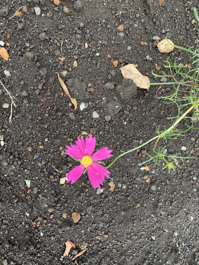 待ちに待った花が咲いた。子どもは大喜び。毎日お世話を続けたからだと誇らしい気持ちになった。感情を言葉で表しにくい発達障害・グレーゾーンの子どもも気持ちを表す貴重な体験。