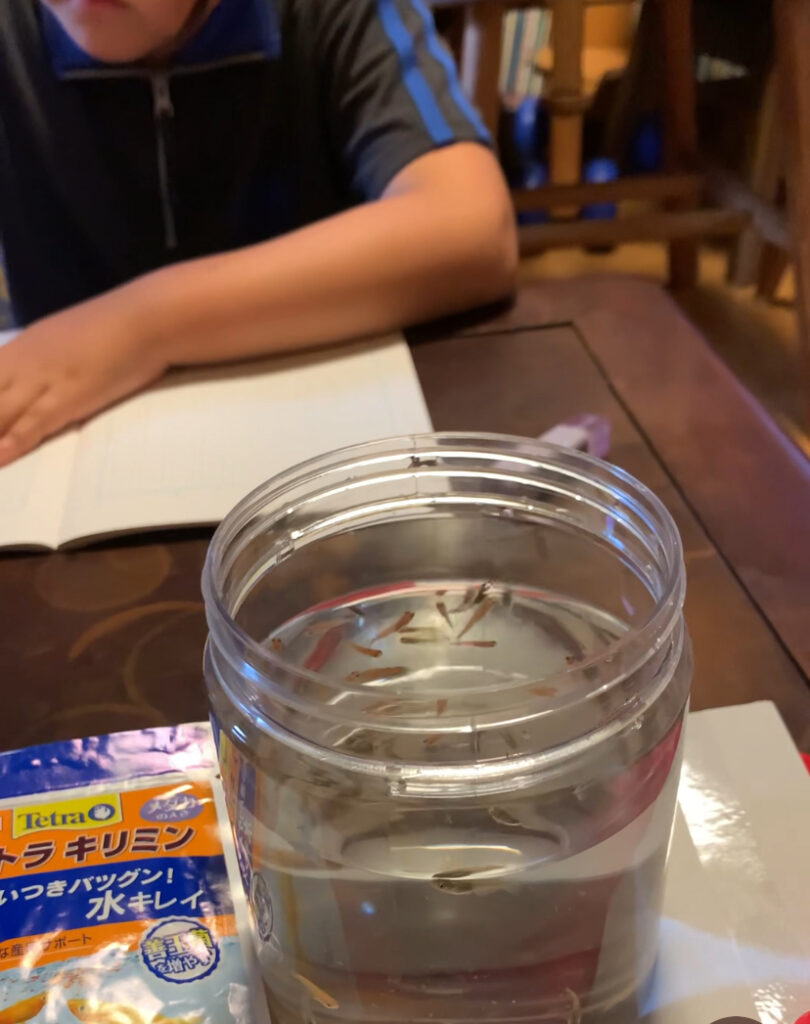 メダカのお世話を通じて、感覚調合がなされ、注意集中力も鍛えられる。待つことやしばらく後の時間に期待を持つことも覚えられる。命を育むことの尊さや愛情を心で感じることができる。家族や友達と共同注意によるコミュニケーションも取れるようになる。