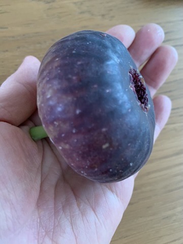 大田区田園調布/横浜市日吉の発達障害・グレーゾーン専門【おひさま親子クラブ】抱っこの散歩で見つけた“ことばの芽”。聞く・話す・読む・書くを育てる言語支援教室。
例えばイチジクって言葉を初めて知る。