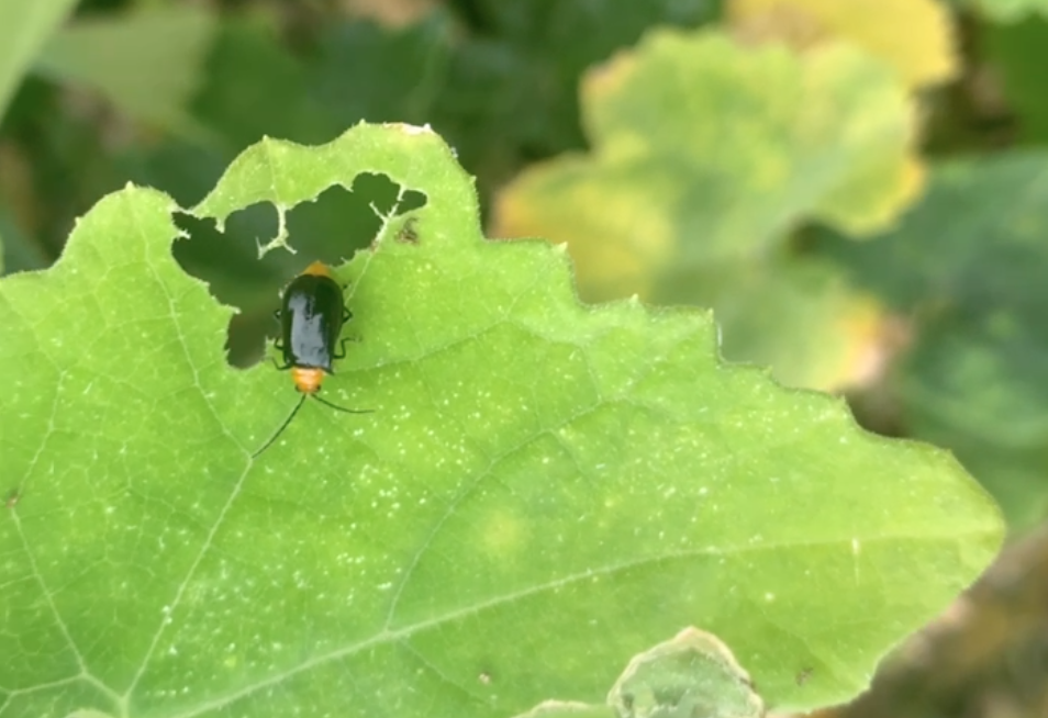 大田区田園調布/横浜市日吉の発達障害・グレーゾーン専門【おひさま親子クラブ】抱っこの散歩で見つけた“ことばの芽”。聞く・話す・読む・書くを育てる言語支援教室。