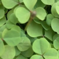 おひさま親子クラブの親子向け活動の様子。作文や言葉を通して、親も子も安心して過ごせる居場所です。