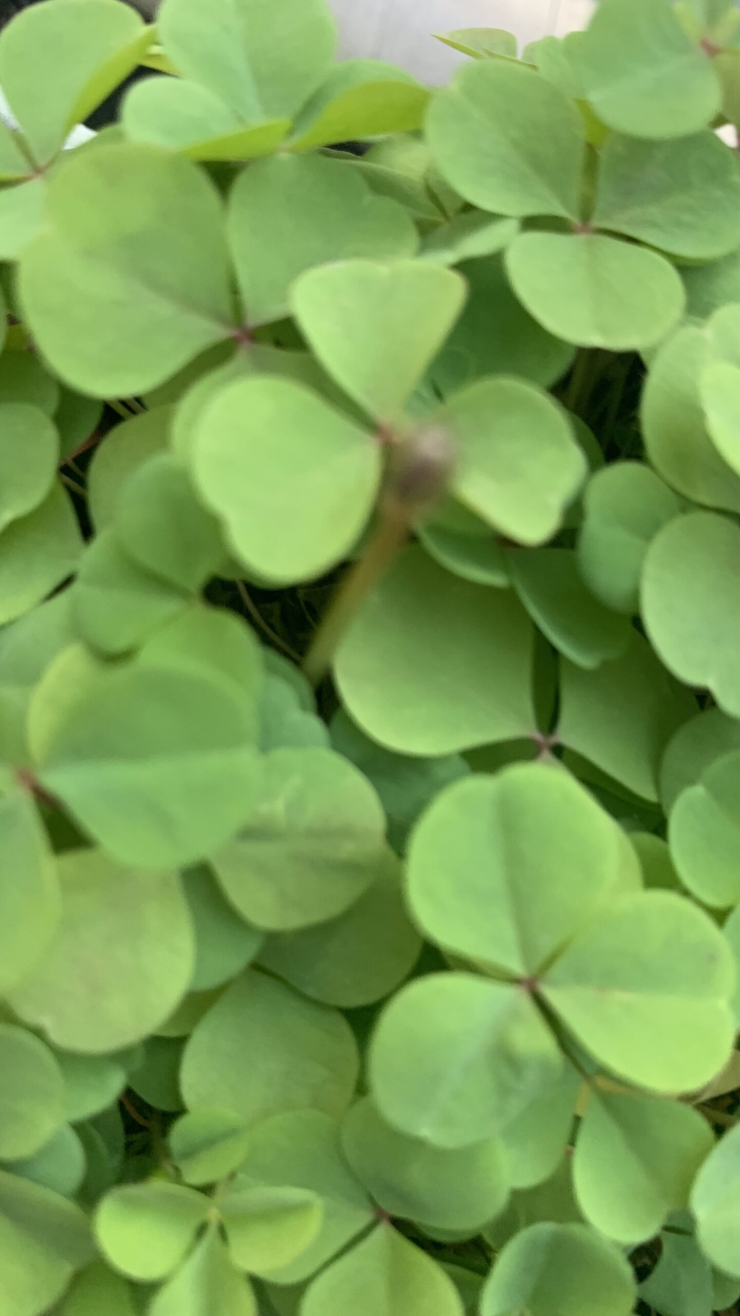 おひさま親子クラブの親子向け活動の様子。作文や言葉を通して、親も子も安心して過ごせる居場所です。